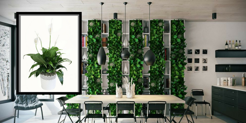 Air Cleaning Plants That Will Make Your Dining Room Cry For More 1