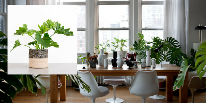 Air Cleaning Plants That Will Make Your Dining Room Cry For More 4