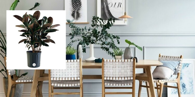Air Cleaning Plants That Will Make Your Dining Room Cry For More 6
