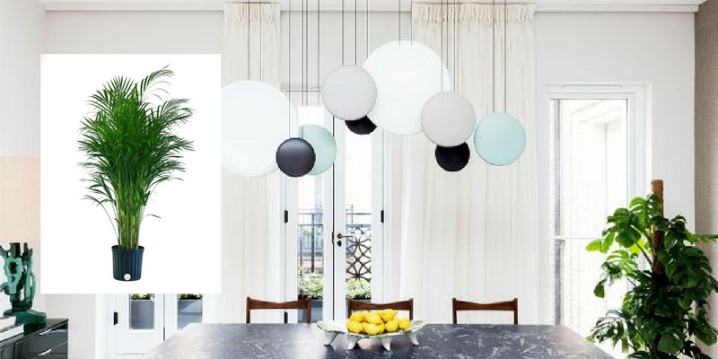 Air Cleaning Plants That Will Make Your Dining Room Cry For More 7